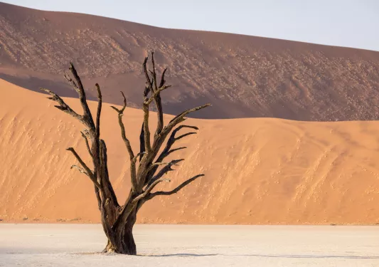 Dried tree in an empty valley with sand dunes in the background