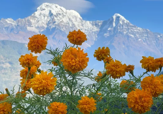 Orange flowers with mountains in the distance