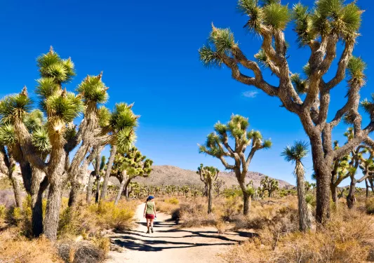 Valley of Joshua trees, with a woman walking on a dirt path