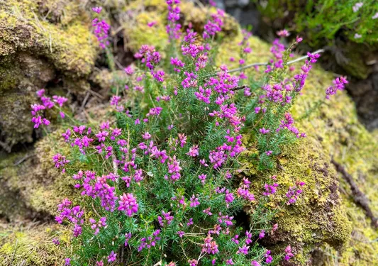 Shrub with pink flowers on a moss-covered rock
