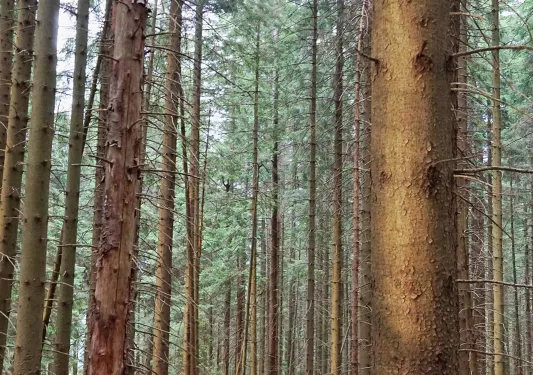 A hiker walks through a forest