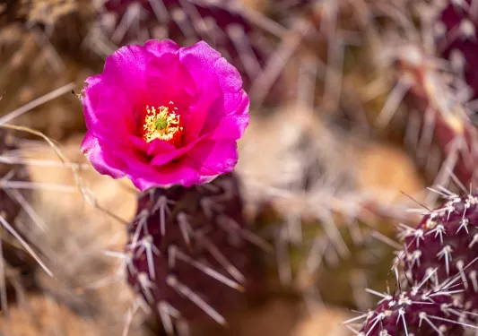 a pink cactus flower blooms