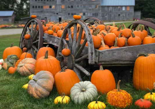 Wooden wagon full of large pumpkins