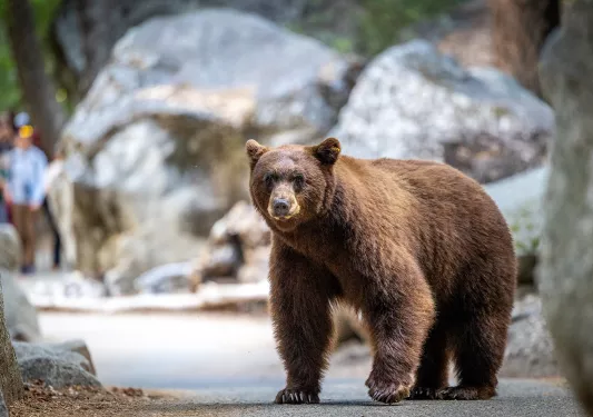 a bear walks by stones