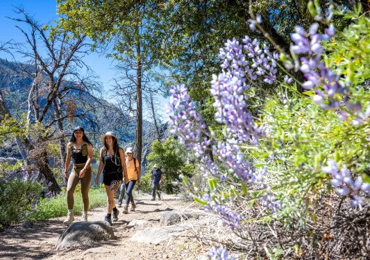guests hike a sunny trail in yosemite