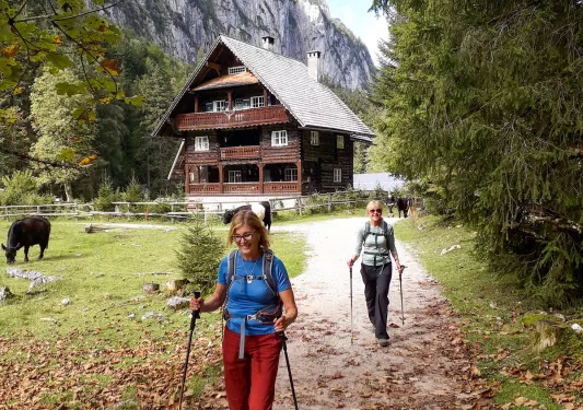 Two women with walking sticks hiking in front of two cows