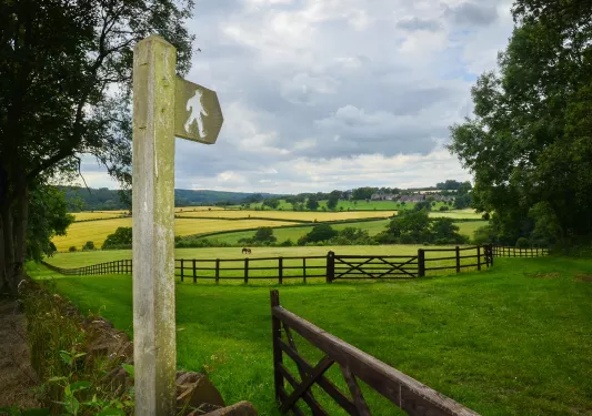 Horse fencing in a large grassy field