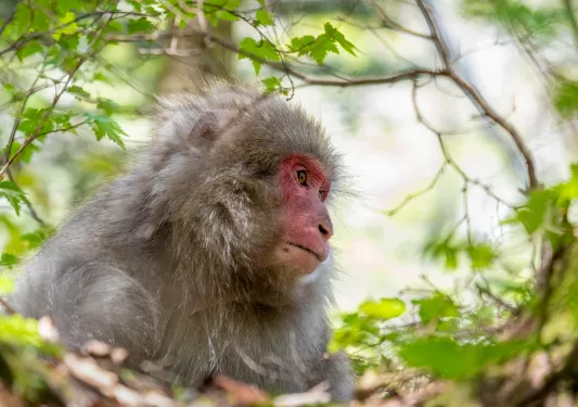 Monkey with gray fur and a red face