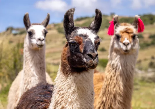 Llamas 
