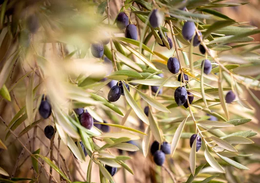 Olives hanging on plants
