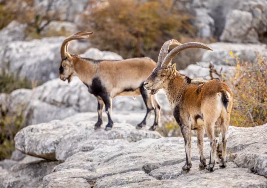 Two rams standing on top of a cliff