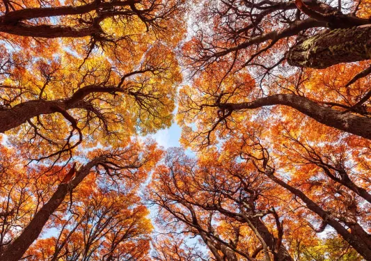 Ground view of trees with orange and yellow leaves
