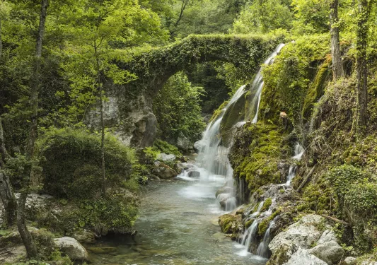Forest with a small waterfall and a river underneath