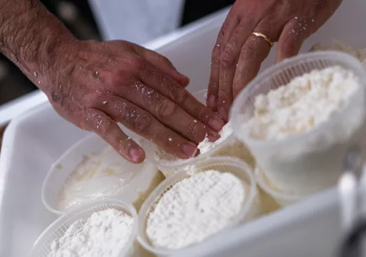 Person packing cheese into small, individual containers