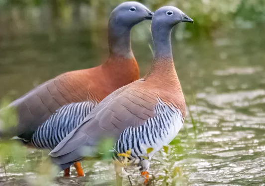 Two birds with orange and gray feathers, standing in a shallow pond