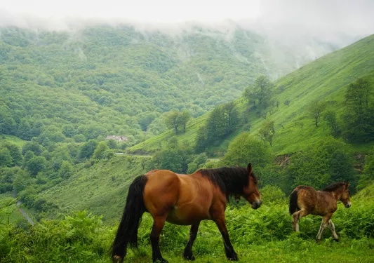 Two horses walking on a grassy hill