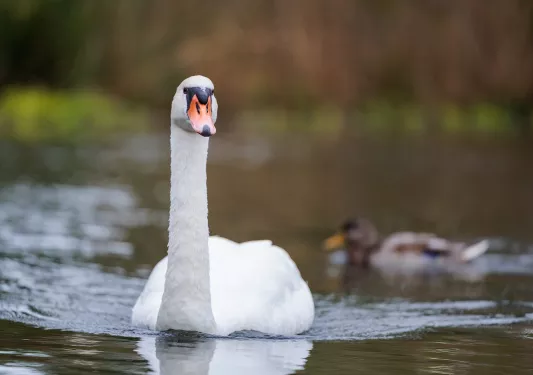White goose swimming on a lake with small brown ducks in the background