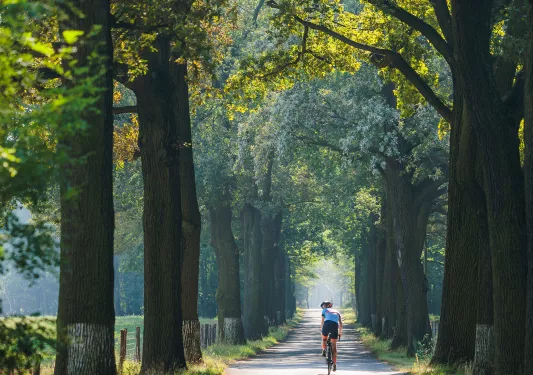 A biker on a road, surrounded by tall trees and bushes