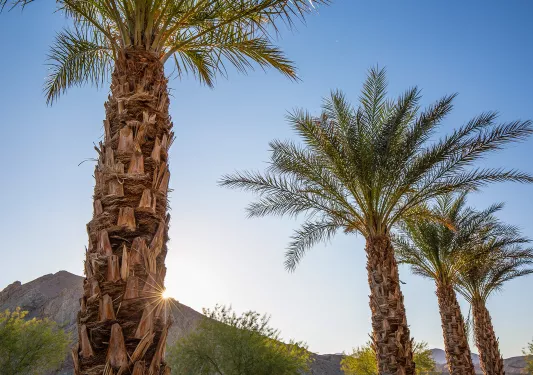 Tall palm trees with the sunset in the background