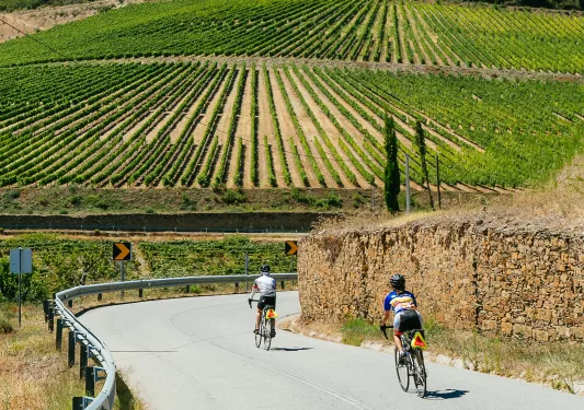 Two people riding bikes on a road with large crop fields in the distance