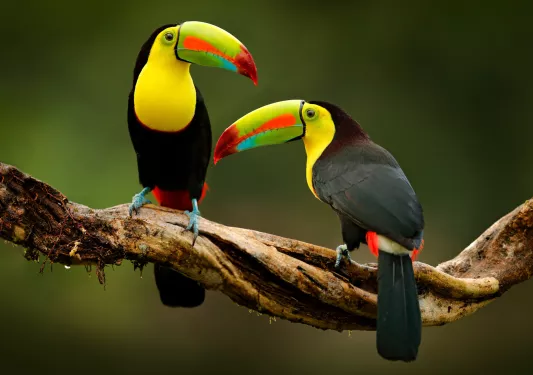 Two toucan birds with colorful beaks