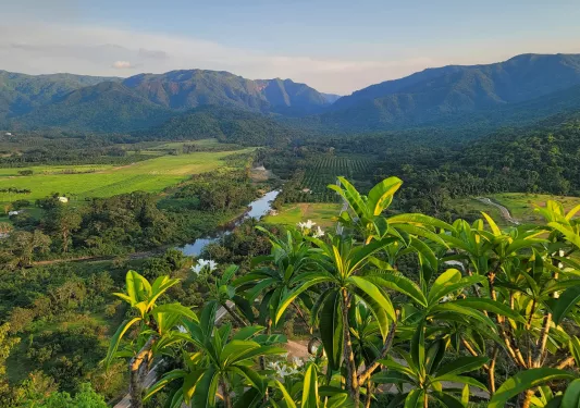 Sky view of crop fields with large plants