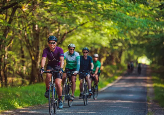 Group of four men riding bikes on a road surrounded by trees
