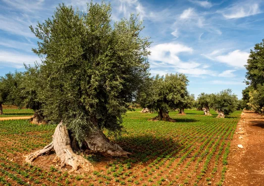 Large field of crops and trees