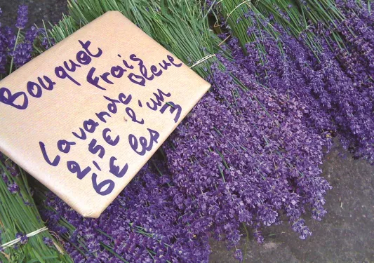 Lavender bundles on the ground with a cardboard sign on top