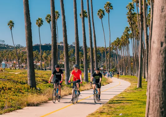 Three men riding bikes on a road surrounded by tall palm trees