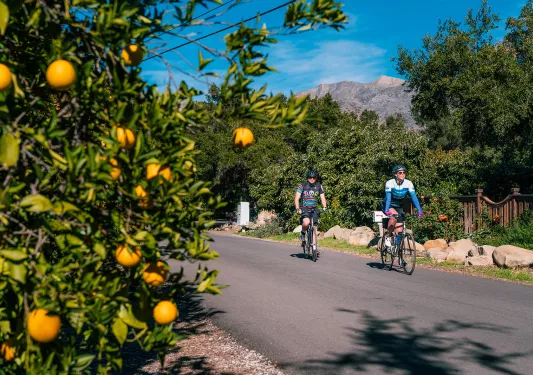 Two people riding bikes on a road, with an orange tree to the left