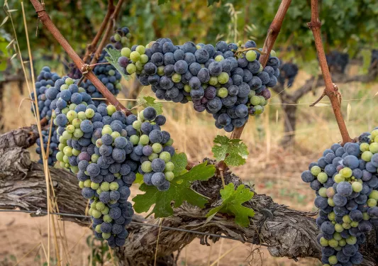 Vineyards with purple and green grapes growing