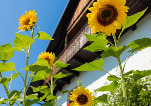 Sunflowers in front of a white and brown building
