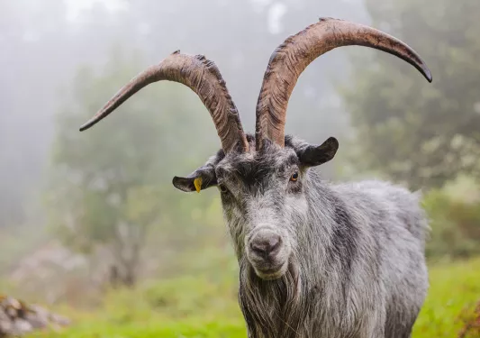 Goat with two large horse, standing in a grass valley