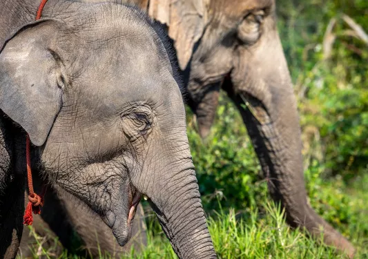 Two elephants walking through a grassy field