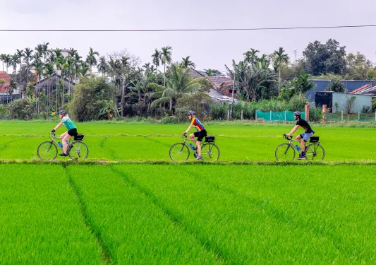 Three people riding bikes in a road surrounded by large rice paddies