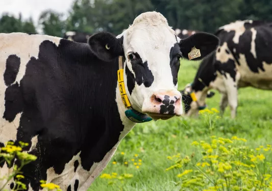 Herd of cows walking on a grassy field