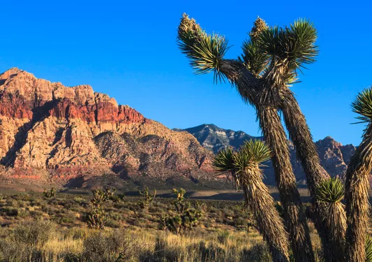 Open valley with Joshua trees and canyons in the background