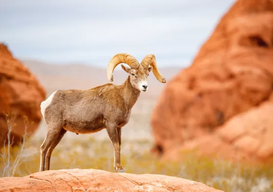 Ram standing on top of an orange cliff