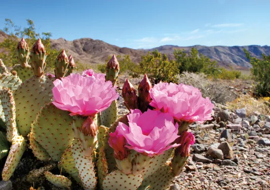 Cactus with pink flowers blooming
