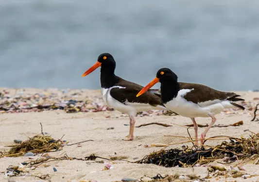 Two black and white birds standing on the sand on a beach