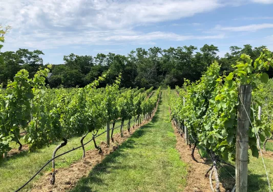 Field of crops with rows of trees