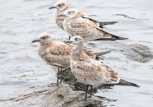 Four birds standing on exposed rocks from the ocean