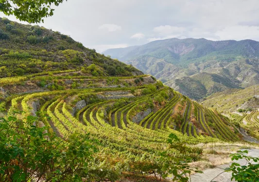 Views of large mountains with rows of crops and more mountains in the distance