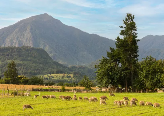 Herd of sheep on a large, open field, with a mountain in the background