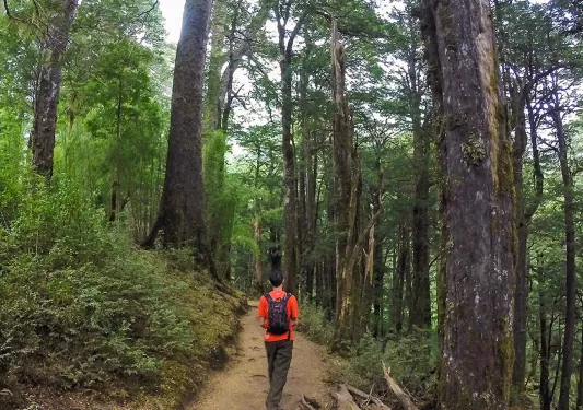 Man wearing an orange shirt, hiking on a trail in the middle of a forest