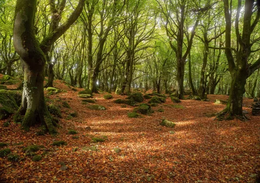 Forest with orange leaves scattered on the floor