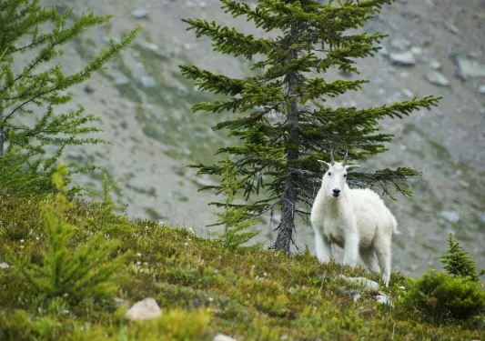 White goat walking on a hill with dried trees behind it