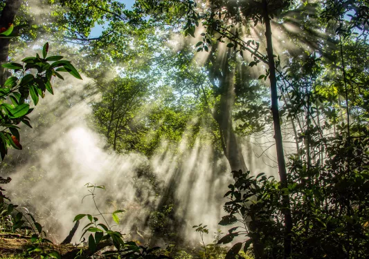 Forest with tall trees and the sunlight peeking through