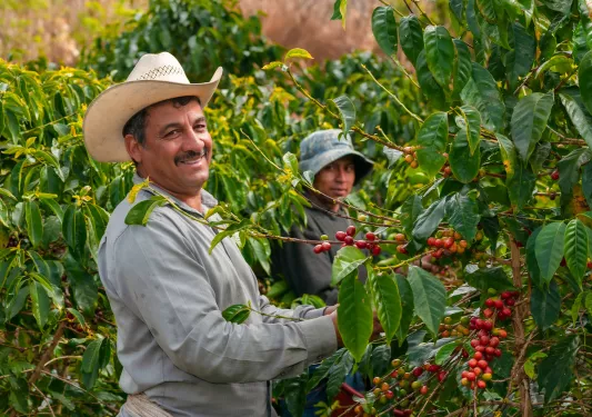 Two farmers smiling while picking berries from a plant